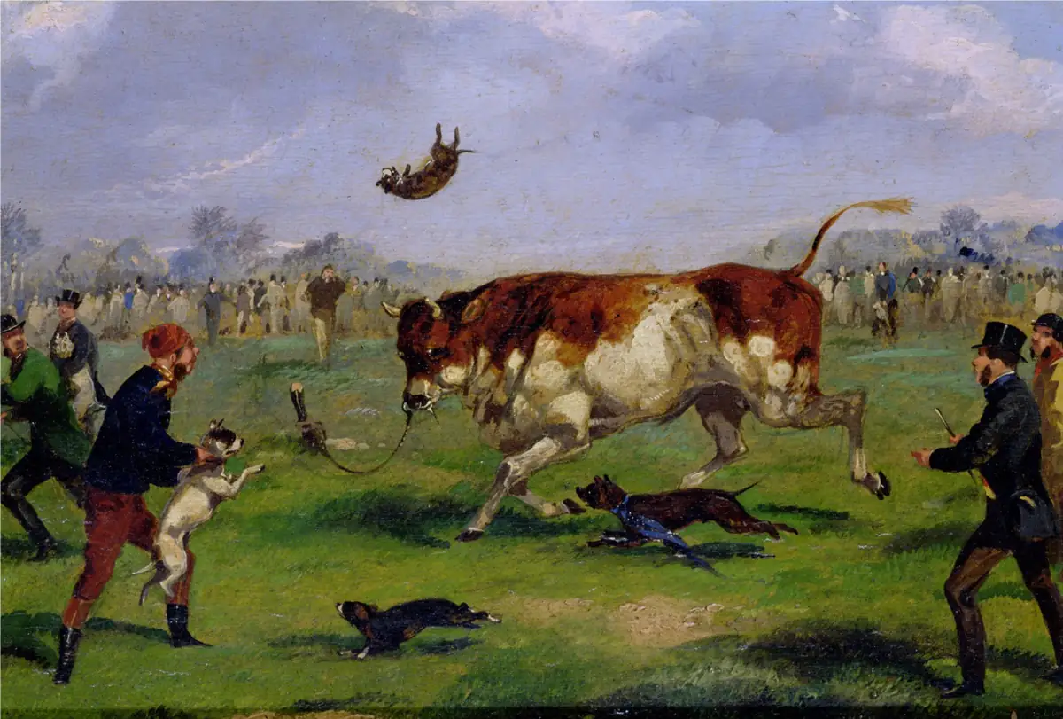 ציור שמן היסטורי המתאר bull-baiting באנגליה של המאה ה-19 — כלב מוטח באוויר לאחר שהותקף על ידי שור כבול, קהל צופים ברקע